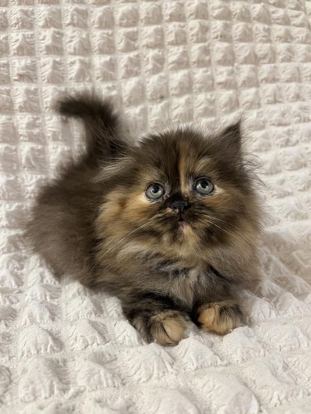 แมวเปอร์เซีย 🙂❌🍊✋😁vg 7