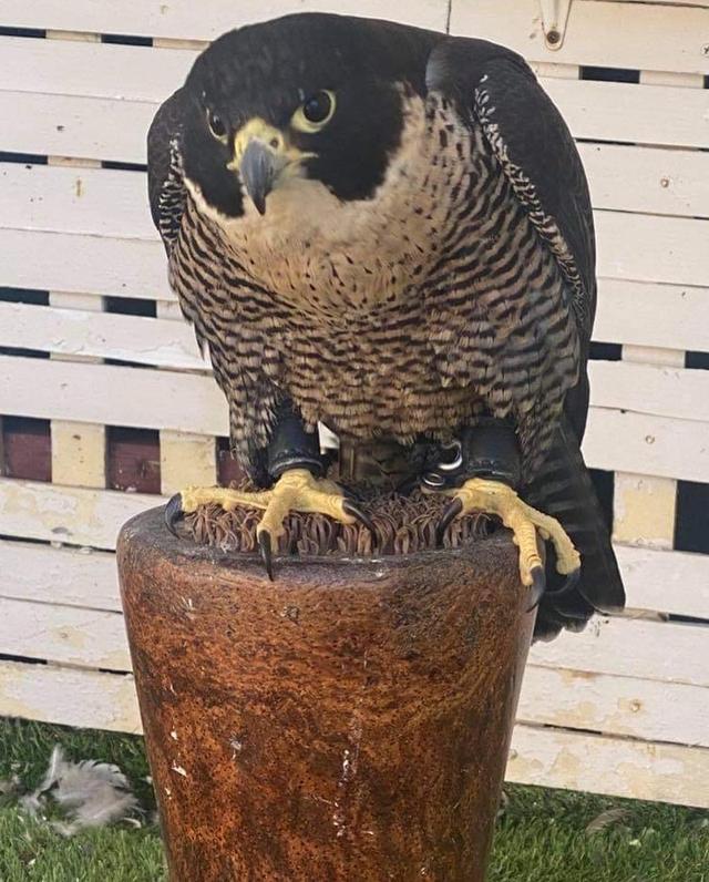 FALCON BIRDS FOR SALE