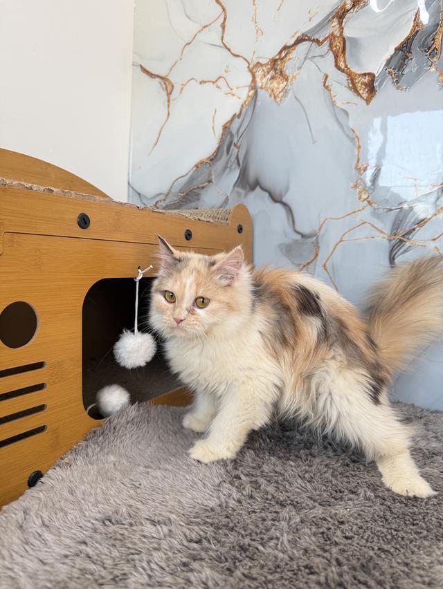 ลูกแมวพันธุ์เปอร์เซีย รูปย่อยที่ 2