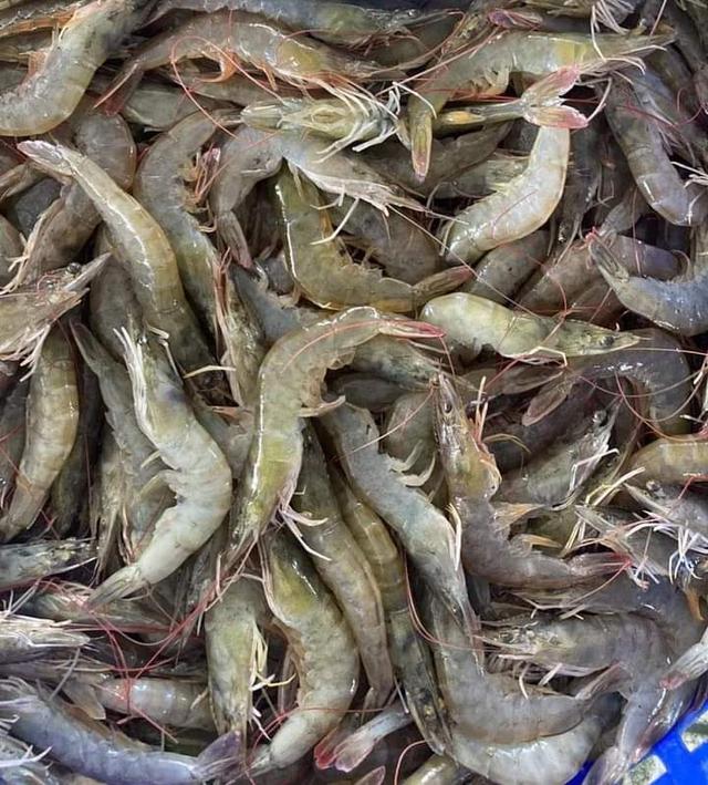 กุ้งขาว คุณภาพดี เนื้อแน่น 3