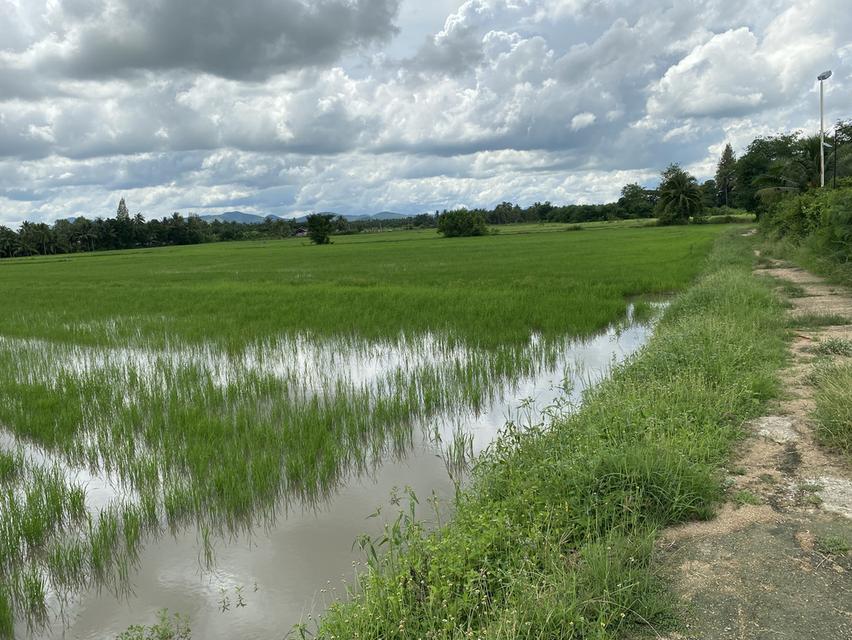 ขายที่ดินชะอำ 10-2-65 ไร่ ราคาไร่ละ 2,500,0000 ล้านบาท ใกล้ถนนเพชรเกษม 100ม. ห่างจากทะเลชะอำ 10 กม 12