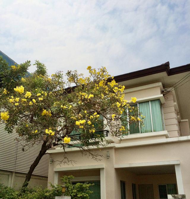 ขายบ้านเดี่ยว The Centro สุขุมวิท113 รถไฟฟ้า2สายผ่าน 1
