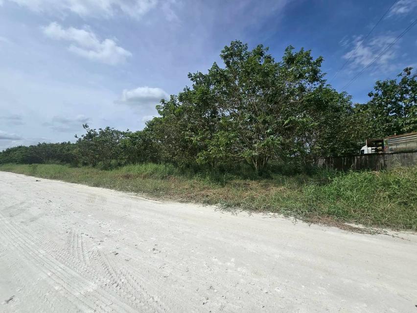 ขายที่ดิน บ้านบึง ชลบุรี 5 ไร่ 1 งาน 46 ตร.ว. ทำเลดี เหมาะลงทุน 4