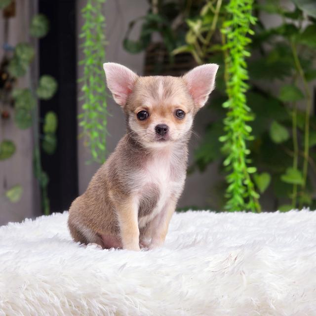 น้องกระรอก ชิวาวาขนสั้นสีกระรอกอายุ2เดือนพร้อมแสบพร้อมซน