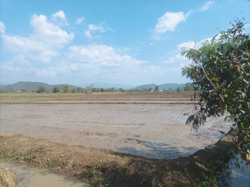 ขายที่ดิน 5ไร่3งาน ต.ป่าป้อง อ.ดอยสะเก็ด จ.เชียงใหม่ 12