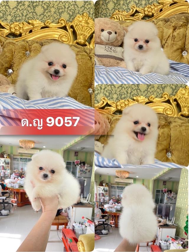 ลูกปอมแท้ น่ารัก ขนฟูแน่น อ้วนกลมหมี มีบริการจัดส่งถึงบ้าน