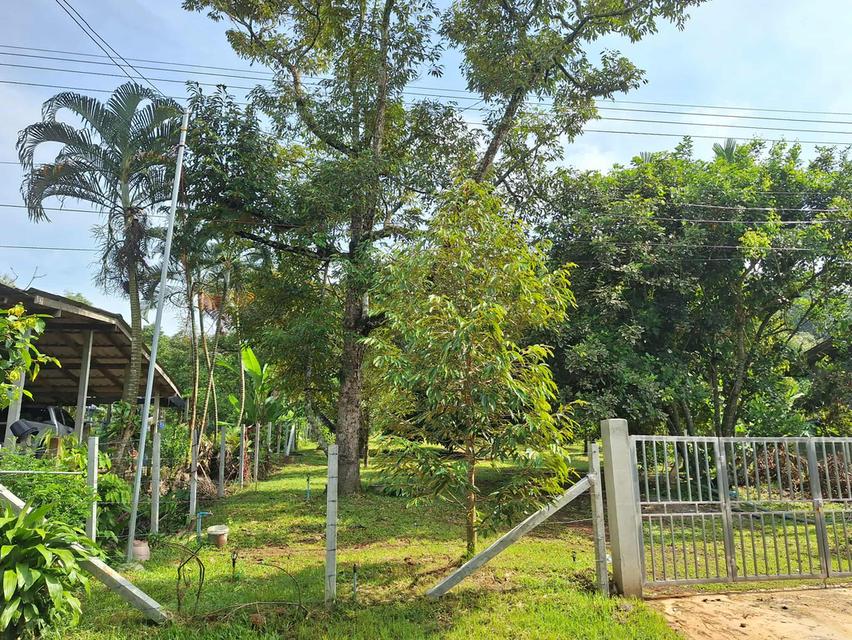 สวนทุเรียนแปลงเล็กระยอง 2