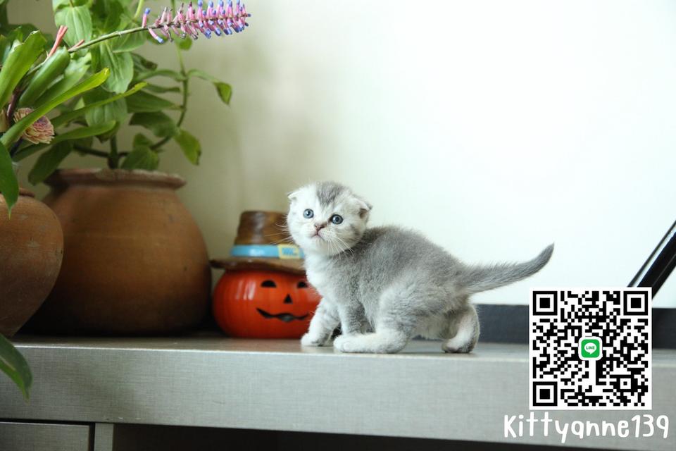 แมวสก็อตติชบริติชแท้