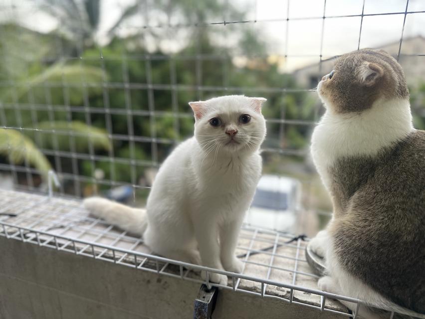 แมวสก็อตติชโฟลด์ เพศเมีย ลูกครึ่งบริติชฯ