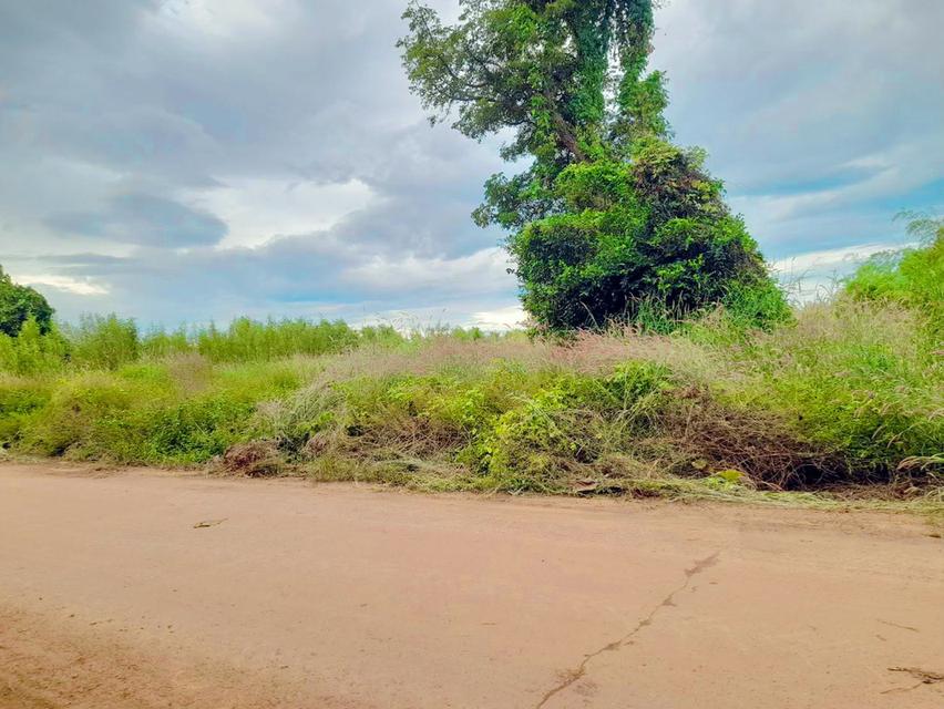 ขายที่ดินนนทรี 9 ไร่ ซอยวัดสระขุด ใกล้ถ.สุวรรณศร33สนามไดร์ฟกลอ์ฟ-500เมตร อ.กบินทร์บุรี ปราจีนบุรี 1