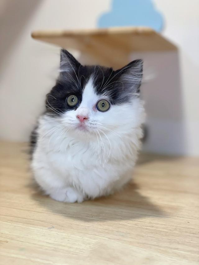 แมวมันช์กิ้นขาสั้น พร้อมย้าย รูปย่อยที่ 2