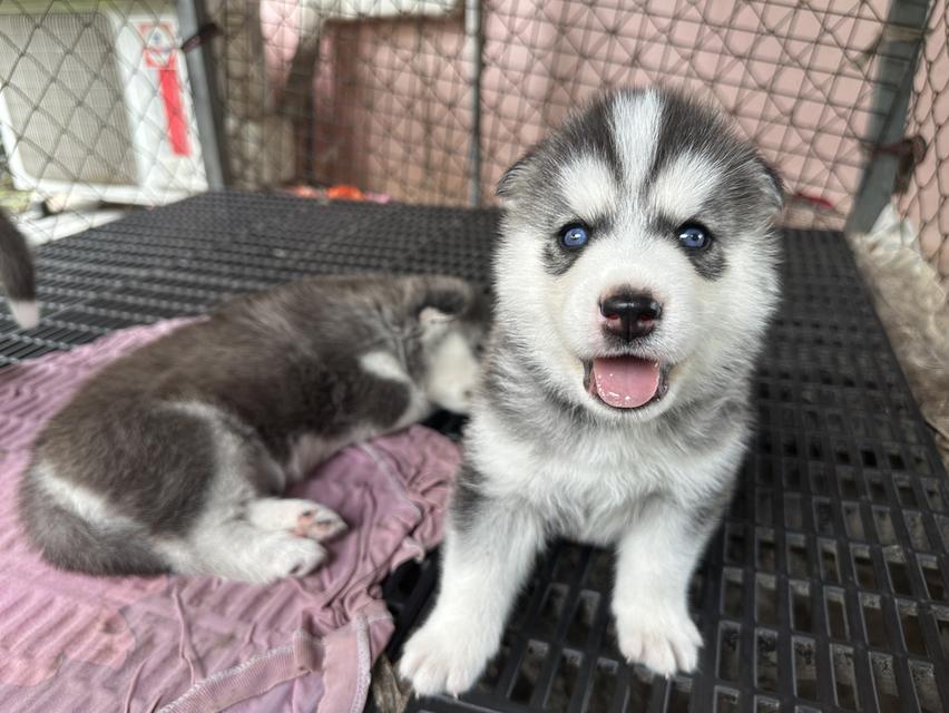 ลูกสุนัขไซบีเลี่ยนพ่อฮักกี้แมสสแตนดาร์ด รูปที่ 3