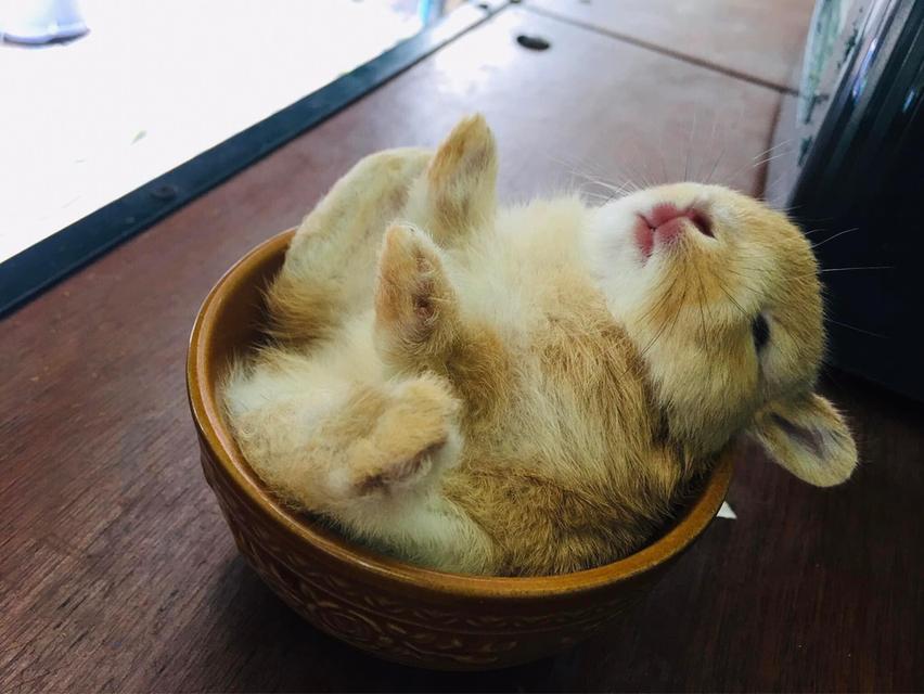 Netherland Dwarf  วัยกำลังน่ารัก 3