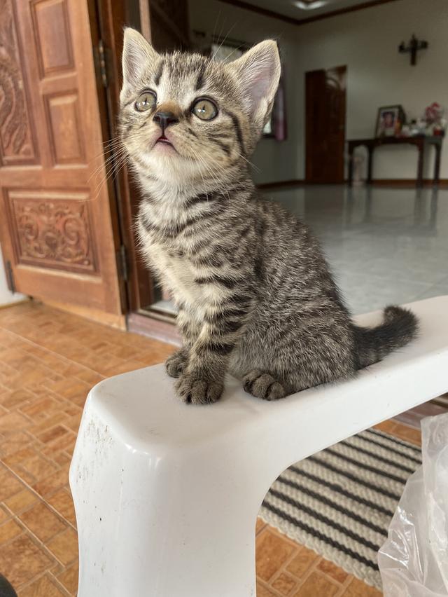 แมวสก้อตติชโฟล์ด แบ่งเลี้ยง 3