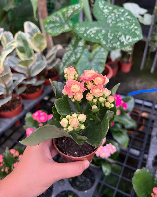 กุหลาบหิน Kalanchoe blossfeldiana Poelln 2