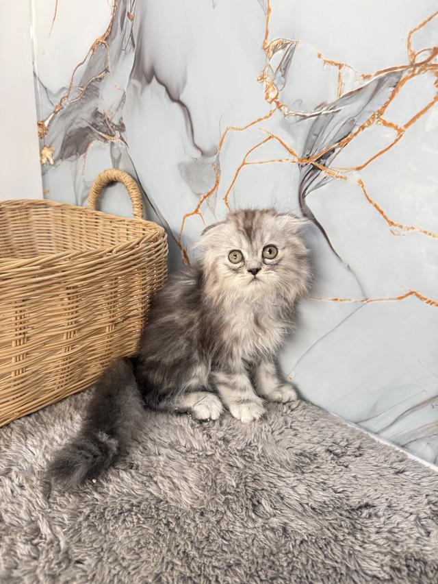 ลูกแมวพันธุ์สก๊อตติชแท้