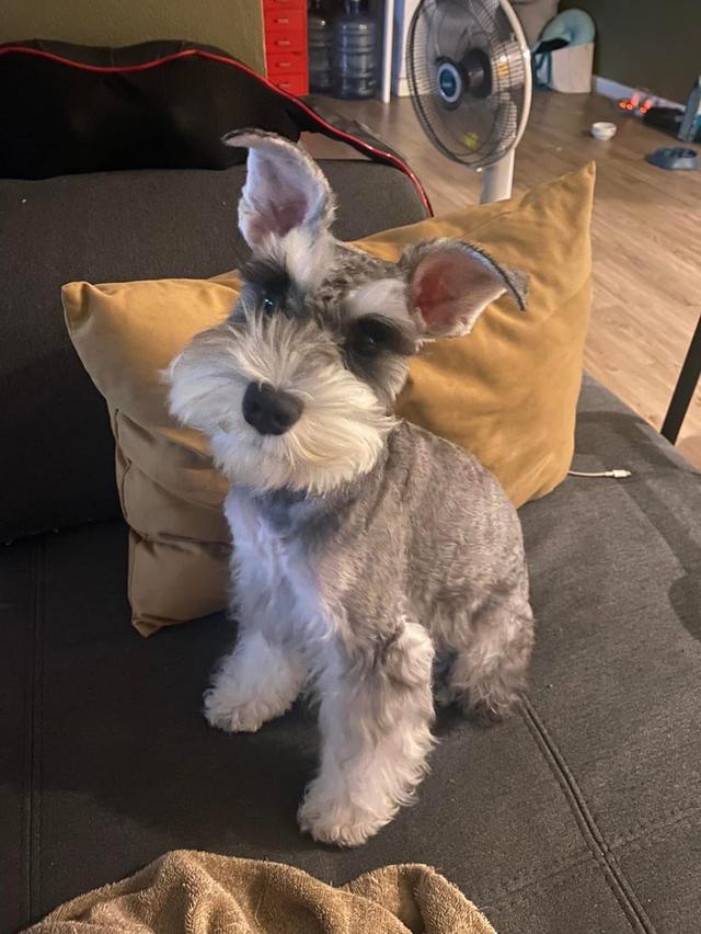 สุนัข Schnauzer ตัวเมีย 2