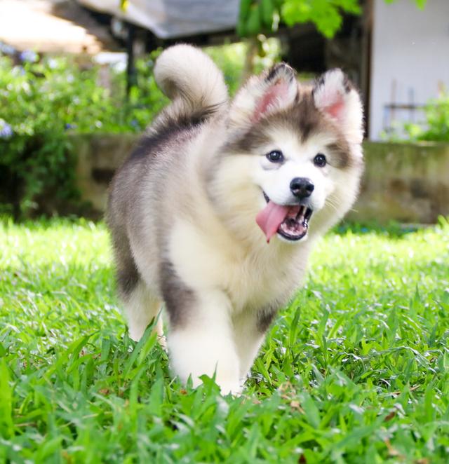 อลาสกัน เพศผู้ เชียงใหม่ ราคาถูก
