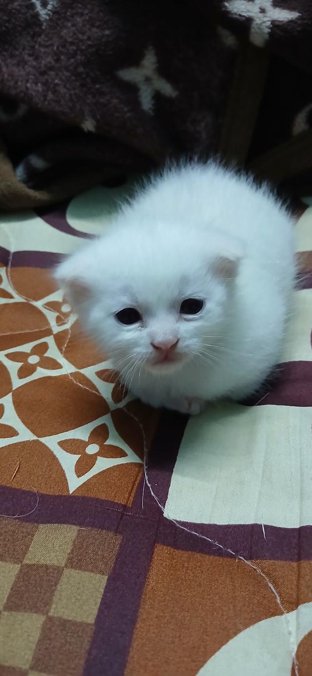 แมวสก๊อตติช