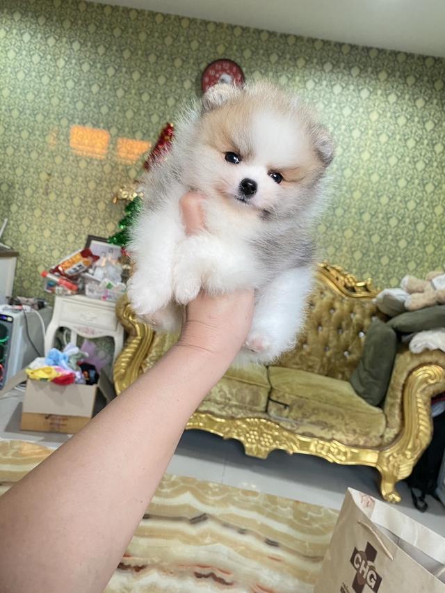 ลูกปอมแท้ อายุ2เดือน มาดูตัวจริงได้ค่ะ 4