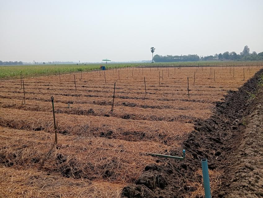 ขายที่ดิน 6 ไร่โฉนดครุฑแดง 4