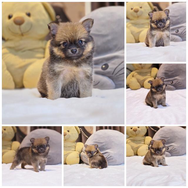 น้องชาโคลปอมชิเพศเมีย