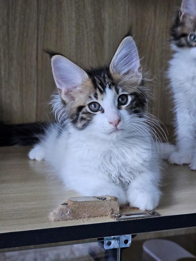 ลูกแมว สายพันธ์เมนคูนแท้ รูปที่ 6