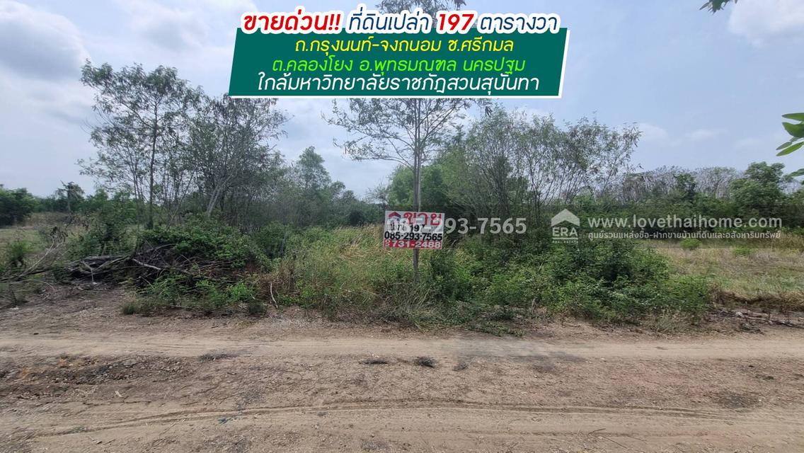 ขายที่ดิน ถนนกรุงนนท์-จงถนอม ซอยศรีกมล ต.คลองโยง อ.พุทธมณฑล นครปฐม พื้นที่ 197 ตารางวา ขาย 1.1 ล้านบาท ใกล้มหาวิทยาลัยราชภัฎสวนสุนันทา 1