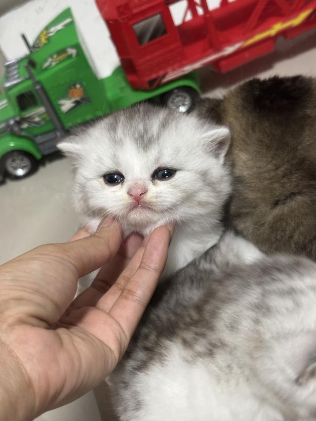 แมวบริติช British shorthair 8