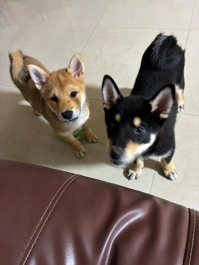 🐶 Friendly & Heartfelt  Sadly selling our two lovely 5-month-old Shiba Mame puppies (Cinnamon & Black) as we’re relocating. 3