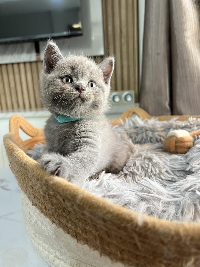 ลูกแมว บริติช ช็อตแฮร์ ใบเพ็ดนอกWCF(British Shorthair) 6