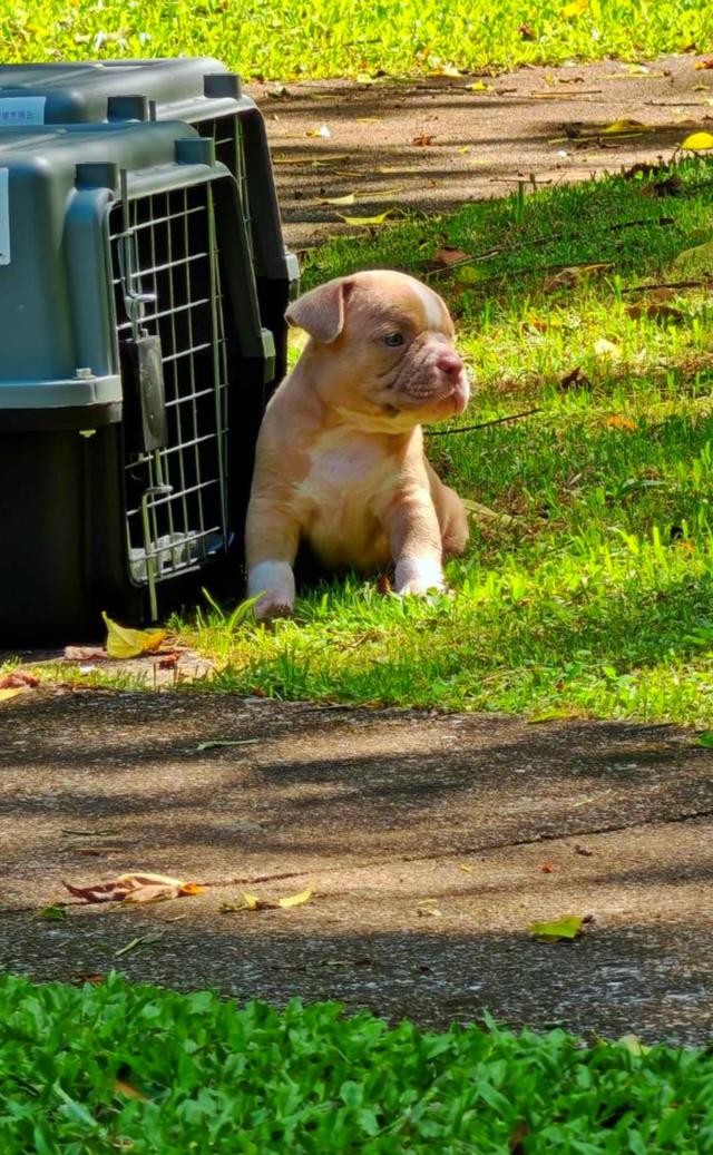 American bully  5