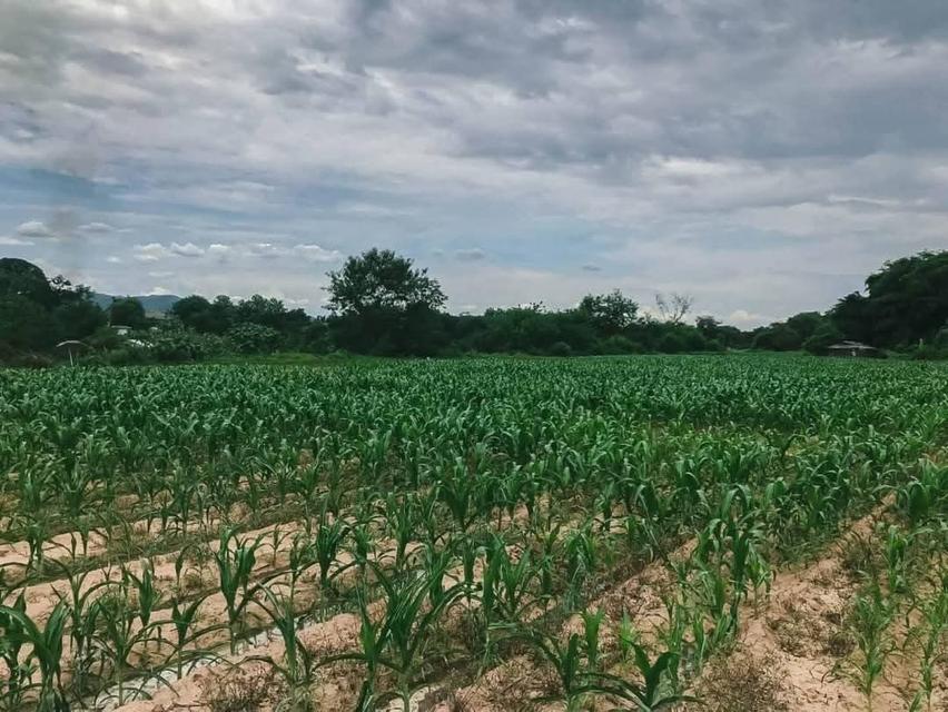 ขายที่ดินแม่ริม เชียงใหม่ 6