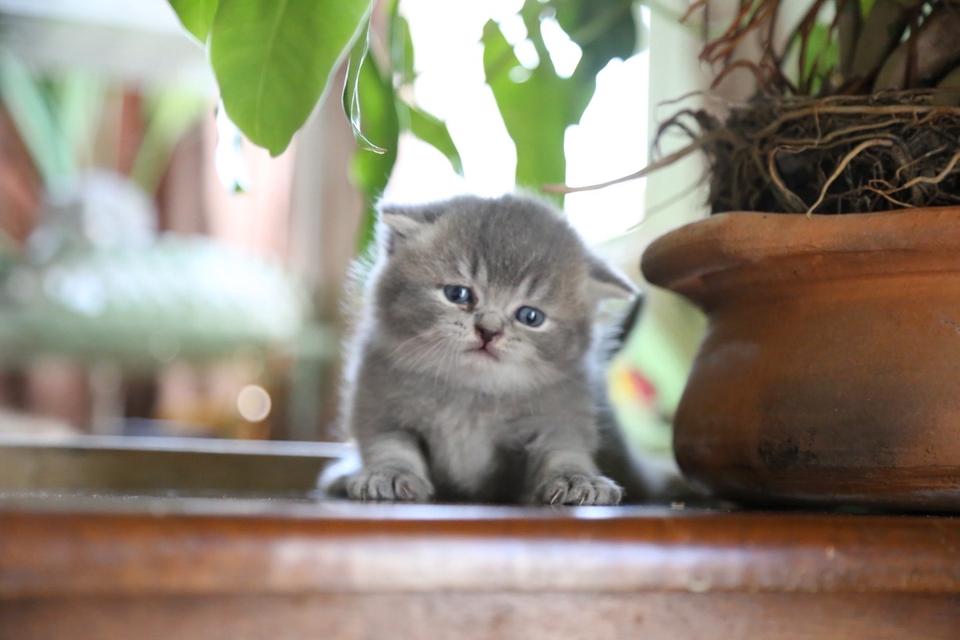 แมวเปอร์เซียผสมบริติช รูปที่ 12