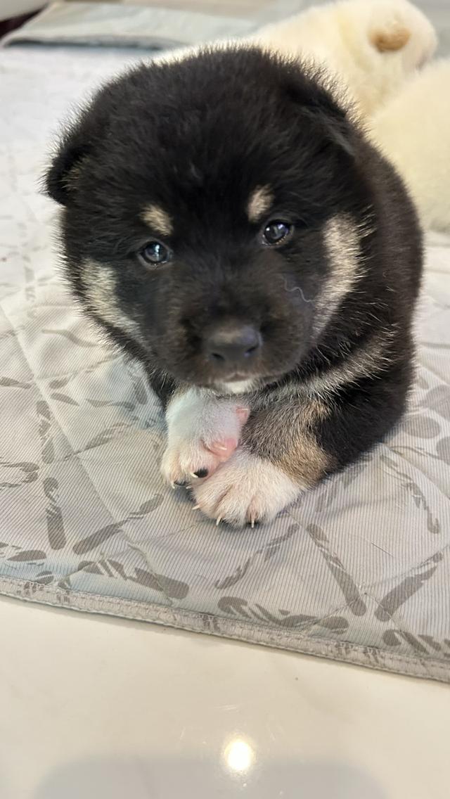 ลูกสุนัขชิบะอินุแท้ เพศผู้สี Black tan อายุ 2 เดือน 5