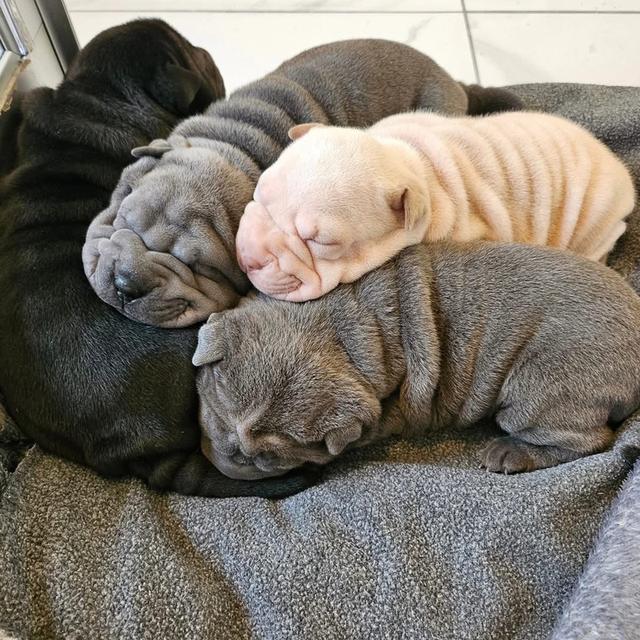 ลูกสุนัข Shar Pei หาบ้าน 3