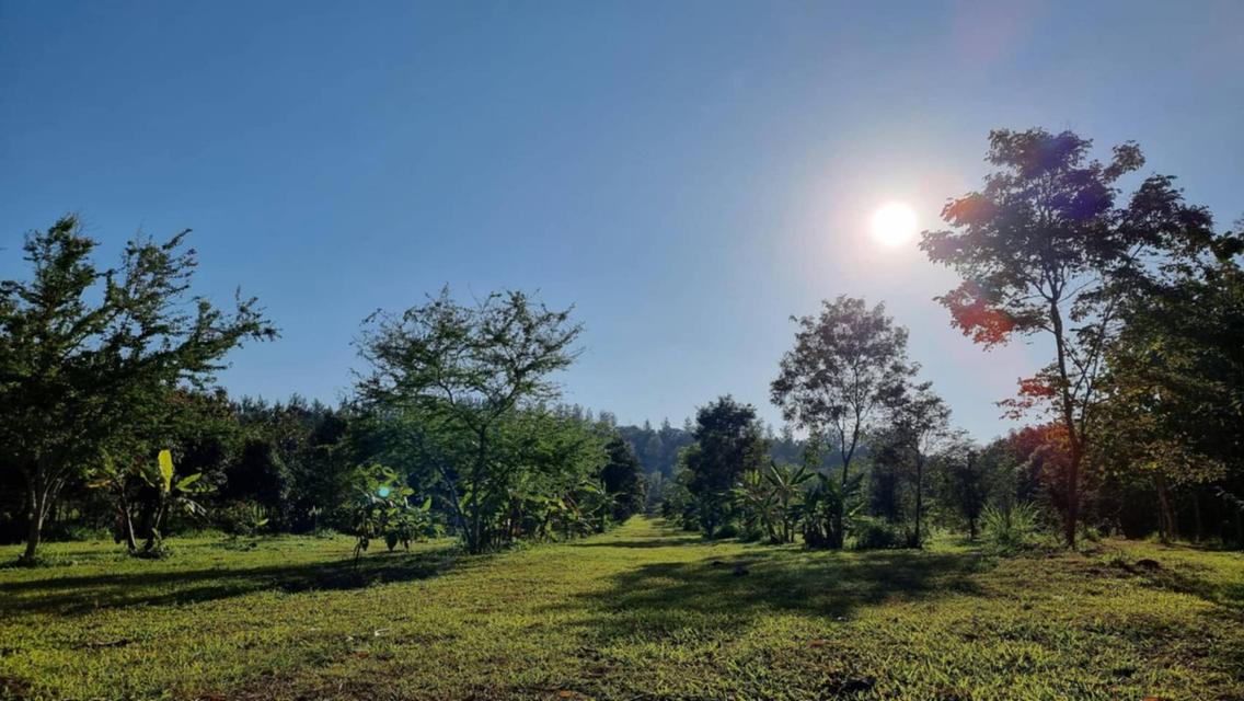ขายบ้านสวนเขาใหญ่ พร้อมสวนผลไม้ ไม้เศรษฐกิจ ที่ดิน19ไร่ เขาวง หนองน้ำแดง ปากช่อง วิวเขาสวย ติดถนนลาดยาง7165 ใกล้มิตรภาพ มีภบท.ท้ายที่อีก9ไร่ รวม27ไร่ 10