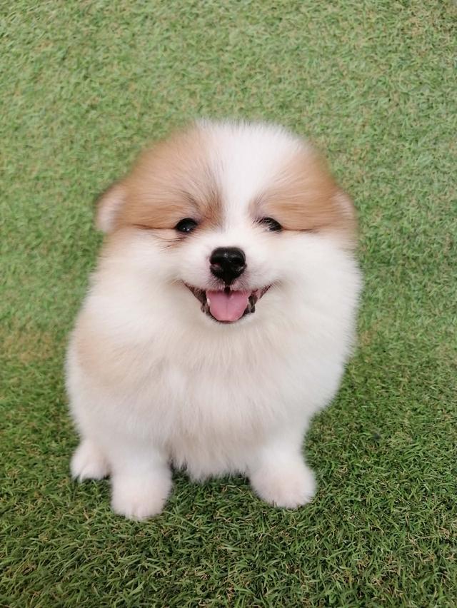 ปอมเเท้ เพศเมีย สีปาร์ตี้ พร้อมย้าย