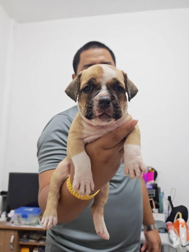 American bully3,500-5,500฿ อเมริกันบูลลี่สายพันธุ์แท้ราคาไม่แรง🏡p'tigerขอนแก่น 3,500-5,500฿ 13