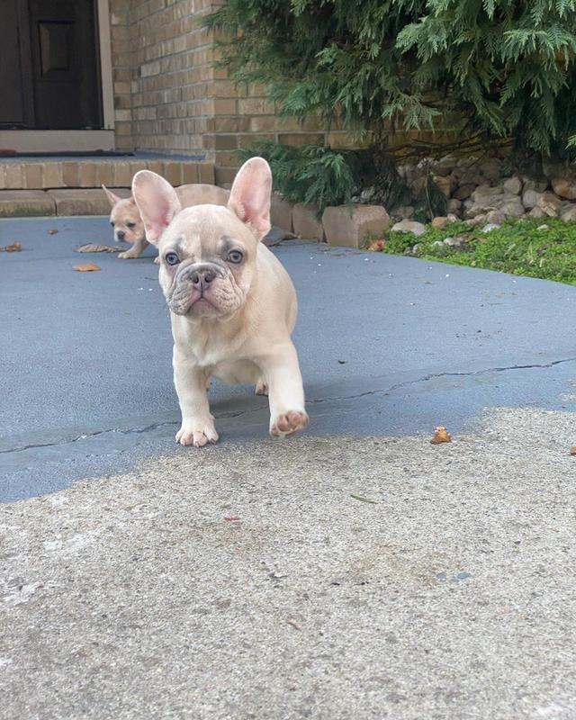 French Bulldog Puppies for sale รูปที่ 4