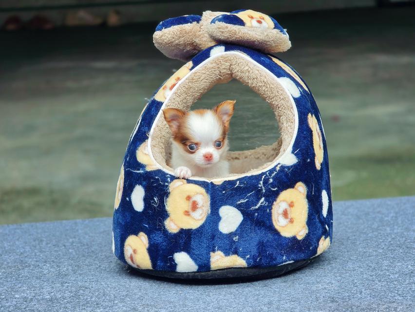Chihuahuaขนยาวพันธุ์แท้น้องยูโรเพศผู้