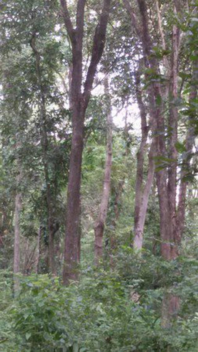 รูป ขายที่ดินมี​โฉนด​ พร้อมสวนป่า​ไม้ธรรมชาติ​จำนวน 129 ไร่​ อ.หันคา จ.ชัยนาท 5