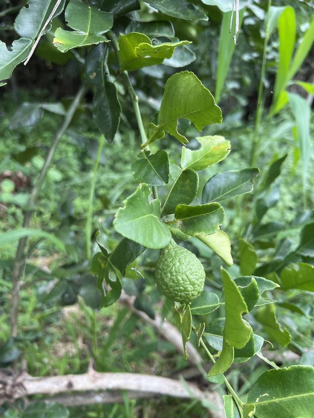 ขายที่ดินติดริมแม่น้ำท่าจีน 2-2-20 ไร่ โฉนดครุฑแดง หน้าติดถนนลาดยาง ต.วังไก่เถื่อน อ.หันคา จ.ชัยนาท 7