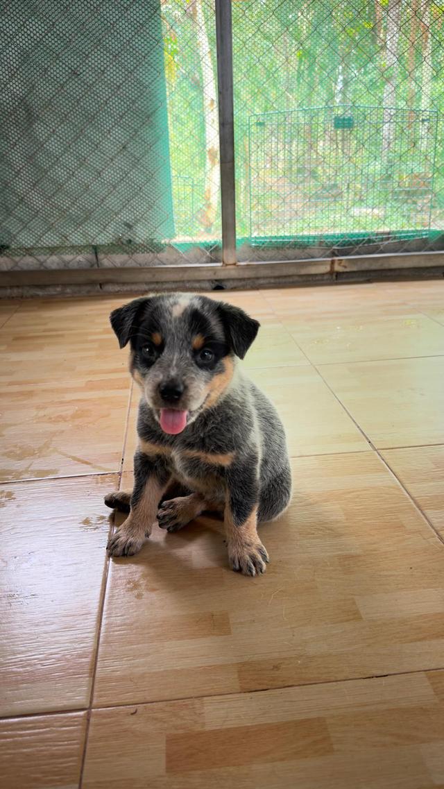 Australian Cattledog รูปที่ 9