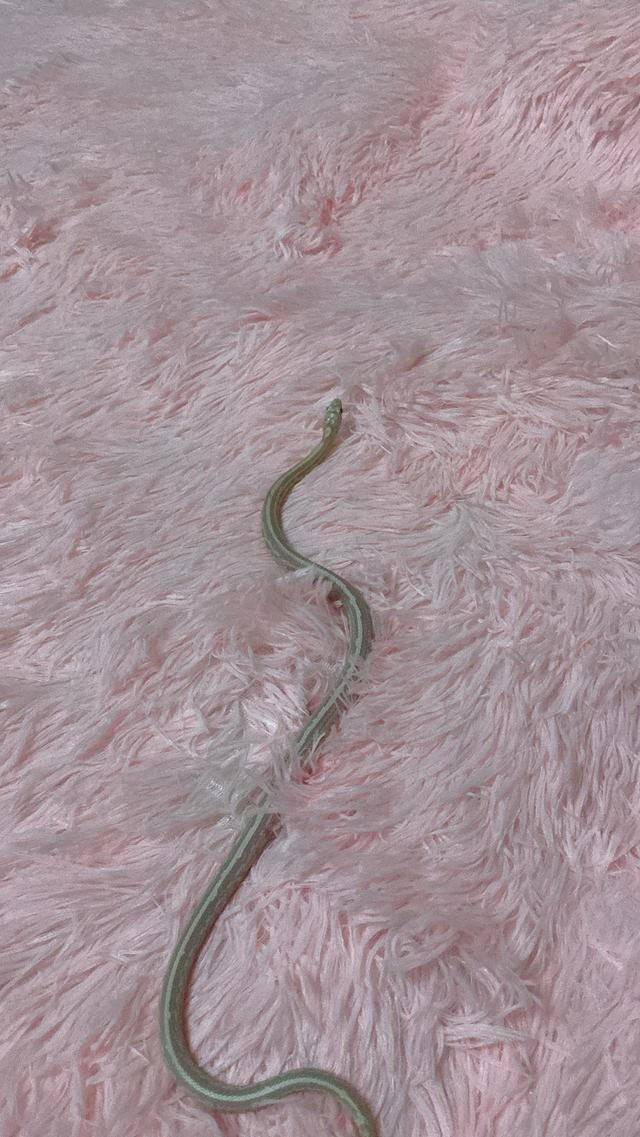 คอนสแน็คอายุ10เดือน ยี่สิิบห้าใบแดง ค่าส่งฟรี 🥹 ของแถม🐍 หนู7ตัว ขี้เลื้อย1ถุงถุงใหญ่ แถมถ้วยกินน้ำ แถมกล่อง น้องเชื่องมากๆค่ะ🥹🥹