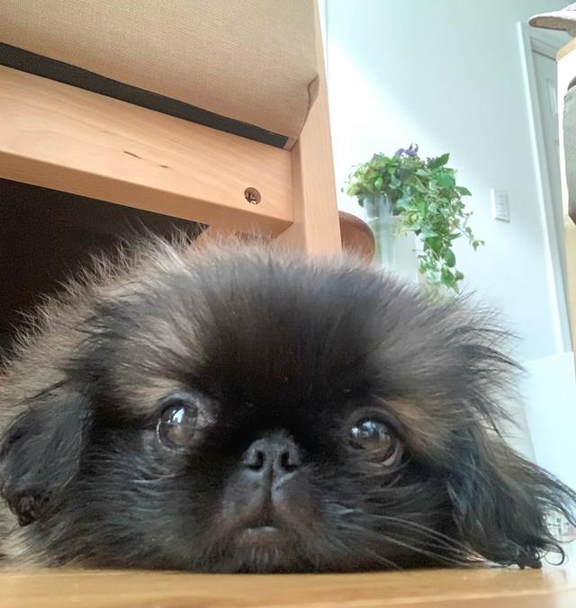 หาบ้านให้สุนัขพันธุ์เล็ก Pekingese 2