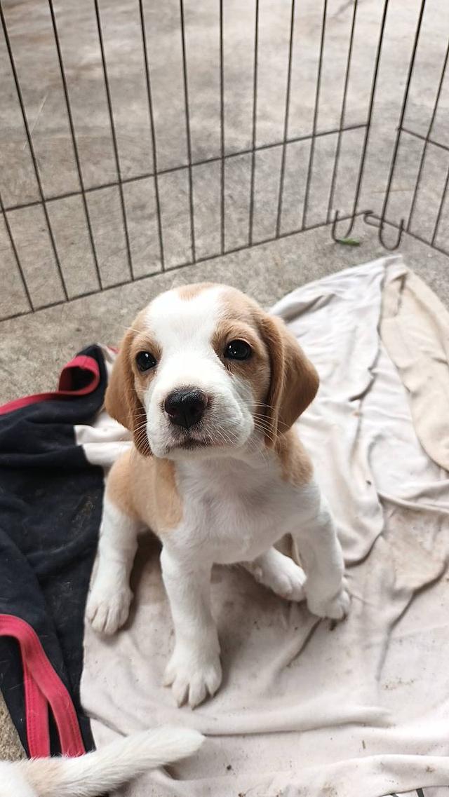 น้องหมาบีเกิ้ล​แท้​  2