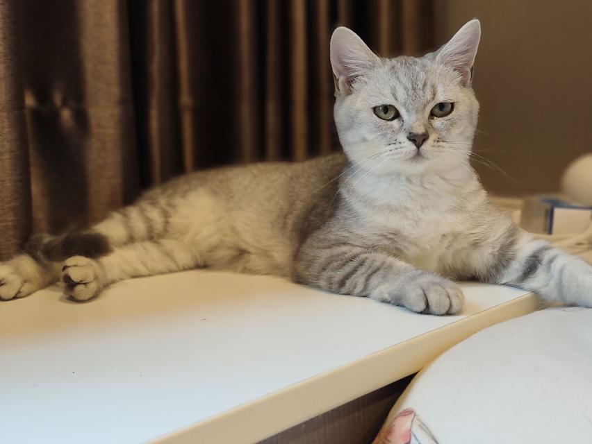 หาบ้าน แมวสก็อตติชโฟล์ด ผญ รูปที่ 11