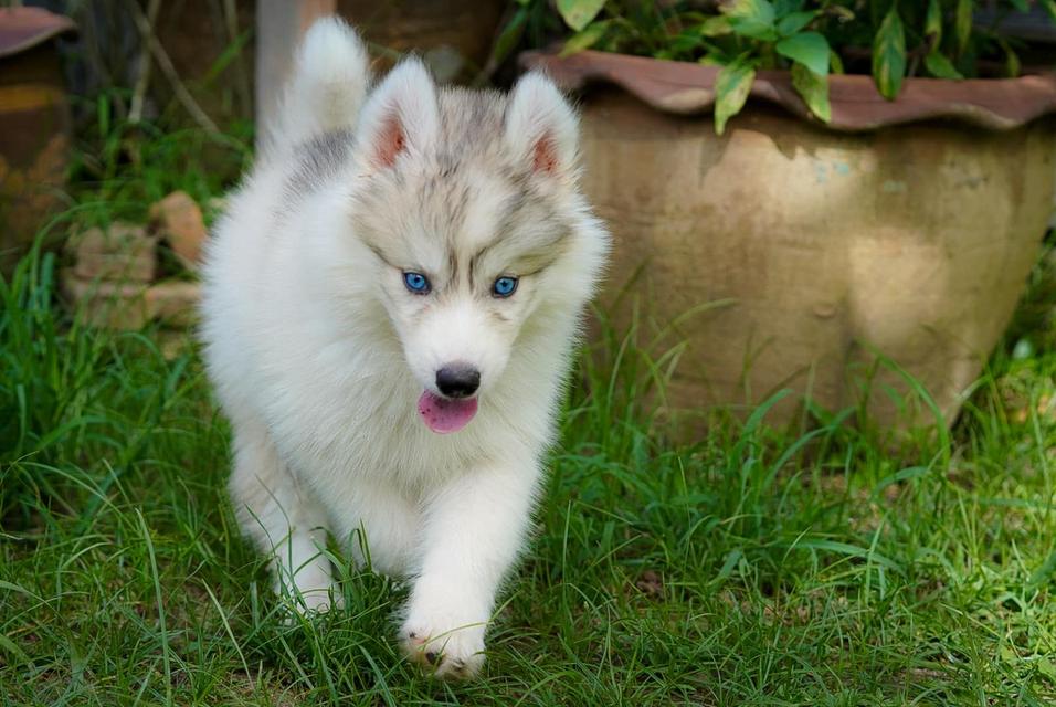 Siberian husky 2