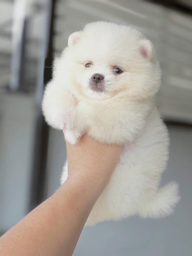 ปอมเมอเรเนียนเพศผู้ สีขาวครีม รูปย่อยที่ 4